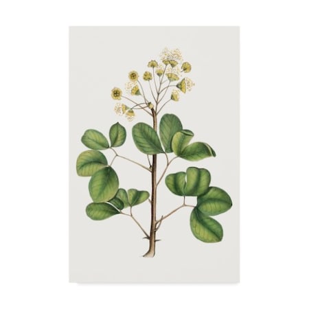Thomas Nuttall 'Foliage & Blooms Iv' Canvas Art,12x19